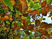 74 Caldi colori autunnali delle foglie del faggio